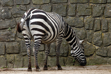 Fototapeta na wymiar Selous' zebra (Equus quagga selousi).