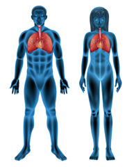 Human respiratory system