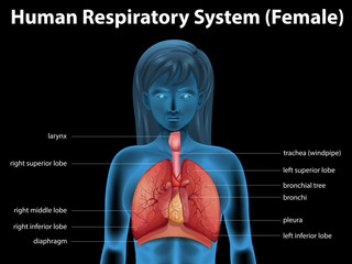 Human respiratory system
