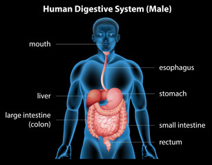 Obraz premium Human digestive system