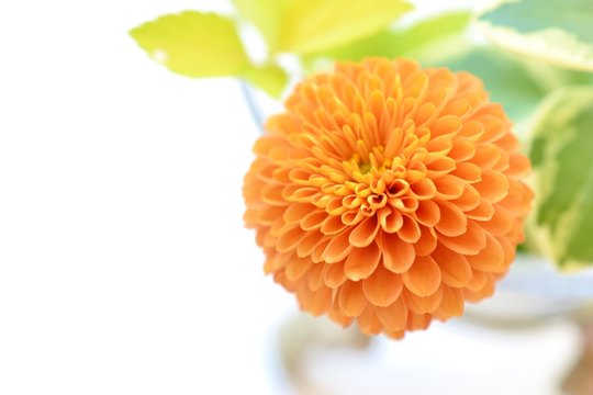 ポンポン菊