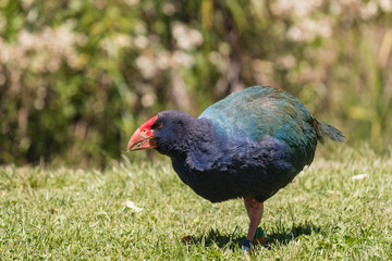 Takahe - flightless bird