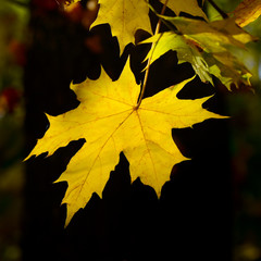 yellow autumn leaves on dark background