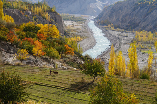 Agricultural field near Hunza Valley,Northern Pakistan