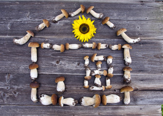 mushrom boletus house symbol concept with sunflower