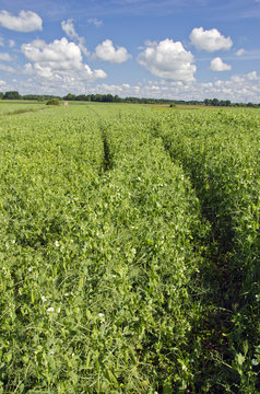 blossoming summer time farmland pea field