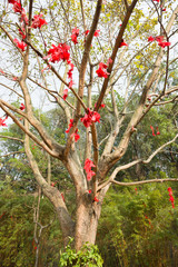 lots of wishing ribbon hanging on blessing tree