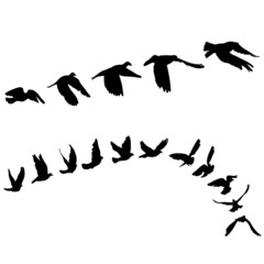 Doves and pigeons set for peace concept and wedding design.
