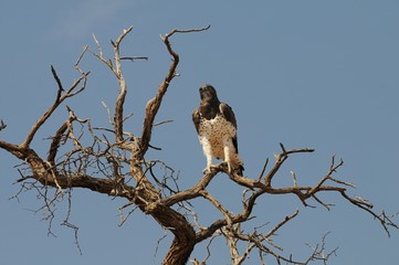Kampfadler (Polemaetus bellicosus)