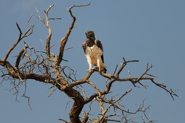 Kampfadler (Polemaetus bellicosus)