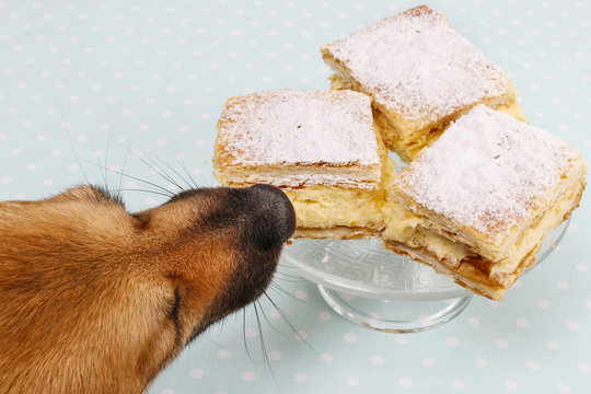 Dog Stealing A Cake