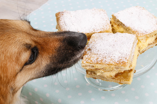 Dog Stealing A Cake