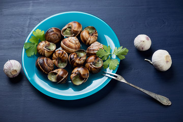 Bourguignonne snail au gratin, dark blue wooden background