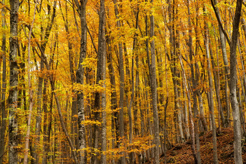 Autumn forest as a background. Autumn landscape