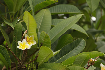 Frangipani in the garden