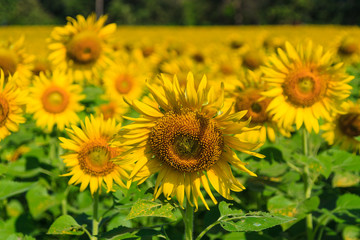 Fototapeta premium sunflower