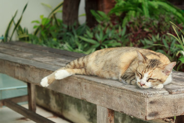 Fototapeta premium Cat lying on a wooden chair