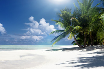 Sand island with coconut palms by nice day