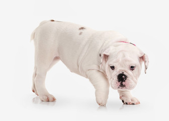 Dog. English bulldog puppy on white background