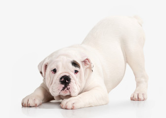 Dog. English bulldog puppy on white background