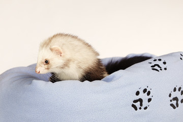Pet and friend - Ferret posing in studio