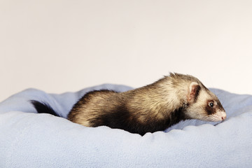 Obraz premium Ferret male in bed