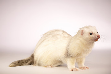 Nice dew ferret male