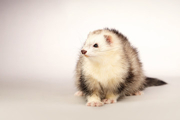 Portrait of pretty ferret