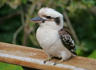 A young Laughing Kookaburra or Dacelo novaeguineae