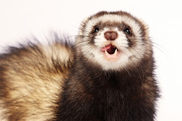 Ferret face