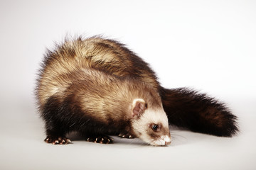 Nice ferret male
