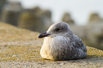 Jezioro górskie w Alpach © Mike Mareen