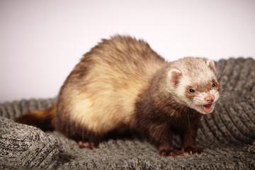 Pet and friend - Ferret smiling in studio