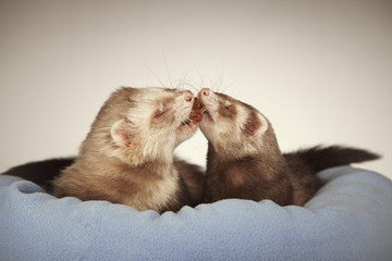 Couple of nice ferrets in bed