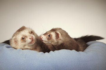 Couple of ferrets in bed