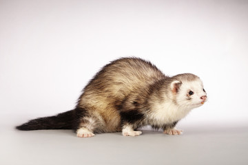 Beautiful ferret posing on background