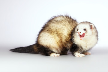 Ferret beauty
