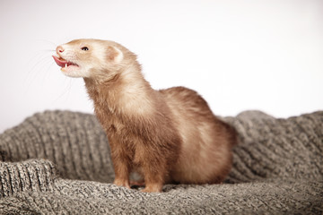 Nice pose of ferret in studio