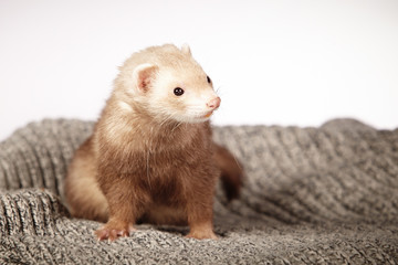 Portrait of chocolate ferret