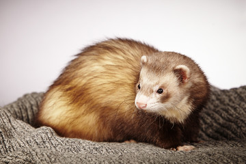 Pretty ferret in studio