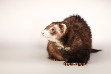 Brown ferret portrait