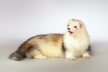 Smiling ferret on background