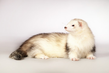 Ferret beauty laying on background