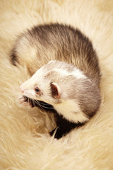 Pet and friend - Ferret portrait in studio on fur
