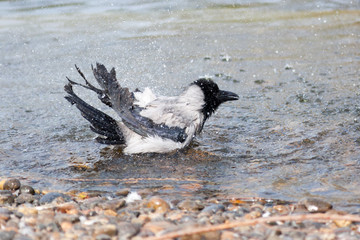 Fototapeta premium Corvus cornix, Hooded Crow.