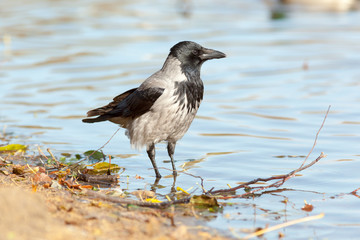 Corvus cornix, Hooded Crow.