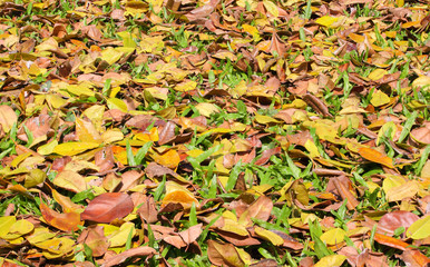 autumn