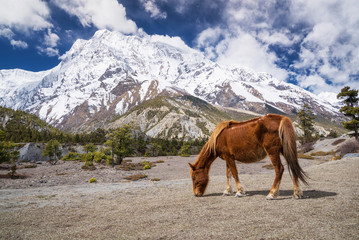 Horse in mountain valley. Natural composition