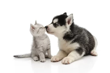 Stickers pour porte Chat Cute puppy kissing kitten