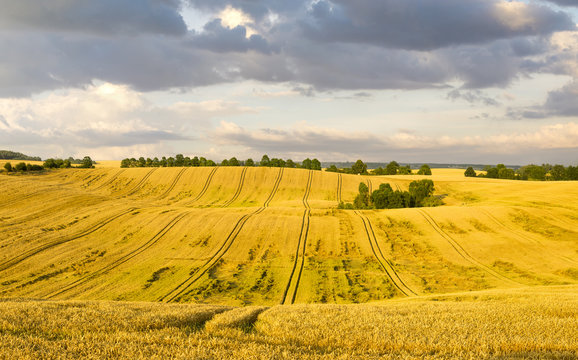 łany młodego zborza